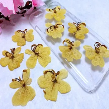 Prirodna Софора Japanski Sušeno Cvijeće Prešani Cvijeće DIY Torbica Za Telefon Nakit Nakit Obrt Ukras Kuće